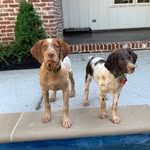 Riggs and Roxy - @riggs_and_roxy - Instagram