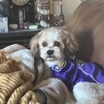 Roxanne Riggs- Burgess - @_roxie_roxie_woodmoor - Instagram