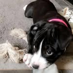 the rescued pits 🐾 - @riggsy.and.roxy - Instagram