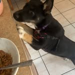 Roxy Rosa Russo - @foxyroxy_rosa_russoandbrothers - Instagram