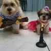 Russo, Roxy & Friends - @russoroxyandfriends - TikTok