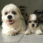 Russo, Roxy & Friends - @russoroxyandfriends - Instagram