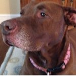 Roxy Vaughn - @roxythedogsblog - Instagram