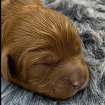 Hi l am roxy - @roxy_watsonthecavoodle - Instagram