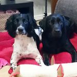 Roxy and Watson - @roxyandwatson - Instagram
