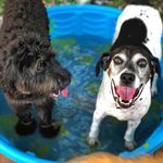 Roxy And Watson - @roxythek9copilot - Instagram