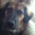 Roxy Watson - @roxy_the_dog7 - Instagram
