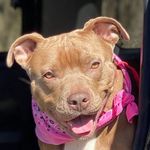 Roxy Watson - @foxyroxysugie12417 - Instagram