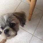 Lexi Molly Roxy Wright - @lexi_the_doggy2 - Instagram
