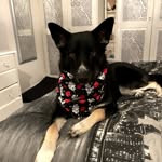 Roxy Robertson Wright - @roxythesiberianshepardx - Instagram