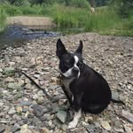 Roxy Wright - @roxythebosston - Instagram