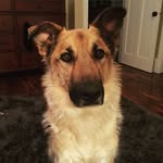 Roxy Wright - @therockandhersidekicks - Instagram