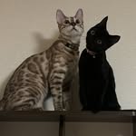 ろいとむく。 - @bengal_roy.amesho_muku - Instagram
