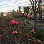 Roy Andersen - @royandersen5 - Instagram