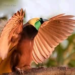 Roy Anthony - Facebook