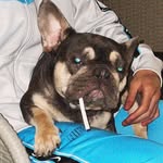 Roy🐾 - @roybachee - Instagram