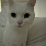 @royback_cat - Instagram