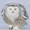 lauraroybadger - @lauraroybadger1971 - TikTok