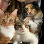 Roy, Callie and Barnaby - @tortietabbytrio - Instagram