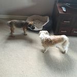 ❤️Welcome To My Dog Account❤️ - @roy_barry_ - Instagram