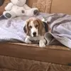 бигль рой<3 - @beagle_roy - TikTok