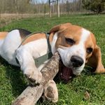 Блог 🐕РОЯ и 🐈МОРТИ - @roy_beagle - Instagram