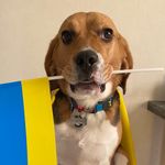 Бігль Рой 💫 beagle Roy - @beagleroy - Instagram