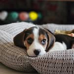 Banu shaitaan 🏃 - @nawab_royal_beagle - Instagram