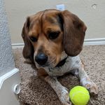 Buddy - @_buddy.roy_the_beagle - Instagram