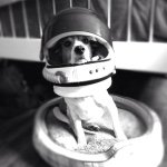 Fisher Roy Schachte - @fisherroybeagle - Instagram