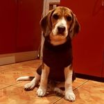 little beagle - @roy_the_beagle - Instagram