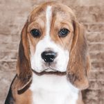 Roy | Beagle - @beaglee.roy - Instagram