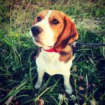 Roy - @beagle.roy - Instagram