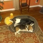 Roy Beagle - @desertbeagle85 - Instagram