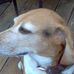 Roy Beagle - Facebook