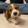 ロイの休日🐶🐾 - @roy_beagle - TikTok
