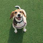 로이(Roy) - @beagle_roy_boy - Instagram
