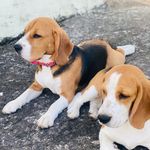 Roy🐾 - @beagle_roy_ellie - Instagram