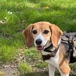 Roy - @beagle_roy_paris - Instagram