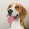Roy el beagle - @roybeagle - TikTok