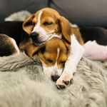 Roy Kent & Jamie Tartt // beagle bros - @the_diamonddogs - Instagram