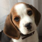 Roy - @roythebeagle2018 - Instagram