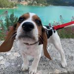 Roy The Beagle - @beagletheroy - Instagram
