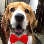 Roy The Beagle 👑 🐶🐾 - @roy_thebeagle - Instagram