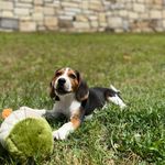 Roy The Beagle and Dash the Hound - @beagie.ranch - Instagram