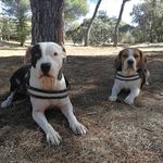 Roy y Hera - @roybeagle - Instagram
