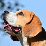 Royalty Hunters Beagles - @royalty.huntersbeagles - Instagram