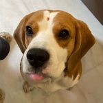Royce - @royce.beagle - Instagram