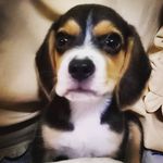 𝙎𝙃𝘼𝘼𝙉 𝙍𝙊𝙔 | 𝙏𝙃𝙀 𝘽𝙀𝘼𝙂𝙇𝙀 - @shaan_thebeaglebrat - Instagram