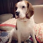 Snurp 🐶 - @snurp_beagle_roy - Instagram